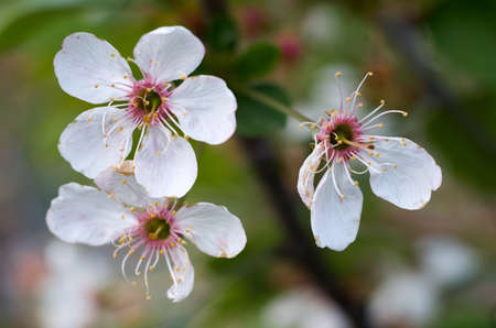Beautiful flowers of the blossoming cherry tree in the spring timeの写真素材
