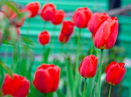 Beautiful red Tulips Flowers with Waterdrops  in the garden. Holiday border on natural green backgroundの写真素材
