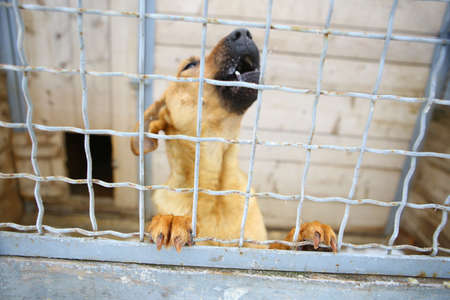 Abandoned dog in the kennel,homeless dog behind bars in an animal shelter.Sad looking dog behind the fence looking out through the wire of his cage.の写真素材
