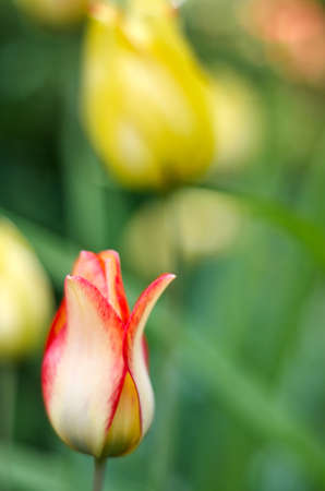 Flora, gardening and plant concept - close up of tulip flowers.Beautiful yellow red tulips, Shallow DOF  の写真素材
