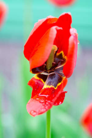 Beautiful red Tulips Flowers with Waterdrops  in the garden. Holiday border on natural green backgroundの写真素材