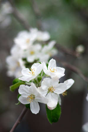 Beautiful flowers of the blossoming apple tree in the spring timeの写真素材