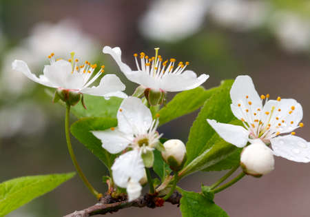 Beautiful flowers of the blossoming cherry tree in the spring timeの写真素材