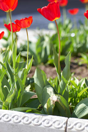 Beautiful red Tulips Flowers in the garden. Holiday border on natural green backgroundの写真素材