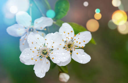 Beautiful flowers of the blossoming cherry tree in the spring time