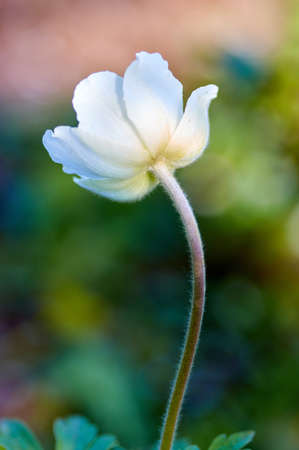 A close up shot of a white flower on green background in full bloomの写真素材