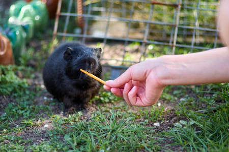Image of a black guiney pig eating straw out of an unrecognizable persons hand.Feeding guiney pigの写真素材