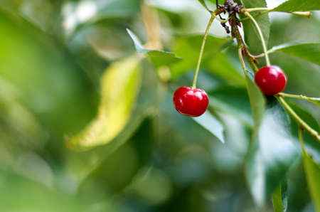 Red sweet Cherries hanging on a cherry tree branch on blurred background. Juicy Cherry on the tree in natureの写真素材