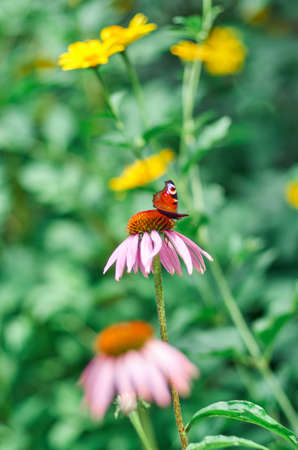 Vivid dark butterfly admiral is sitting on large pink summer flower over green background. Butterfly on a purple coneflowerの写真素材