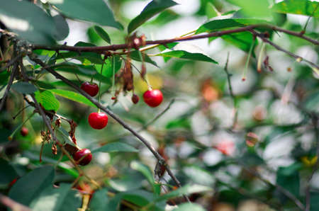 Red sweet Cherries hanging on a cherry tree branch on blurred background. Juicy Cherry on the tree in natureの写真素材