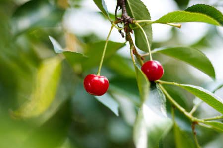 Red sweet Cherries hanging on a cherry tree branch on blurred background. Juicy Cherry on the tree in natureの写真素材
