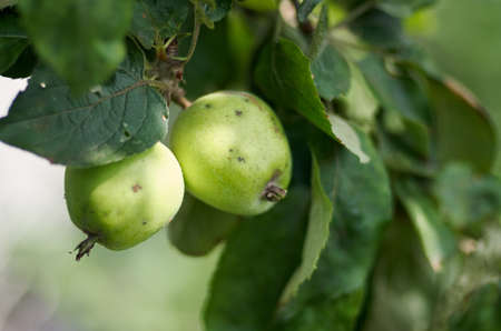 Green apples grow on apple tree branch with leaves under sunlight close-up. Ripe apples on the tree in natureの写真素材