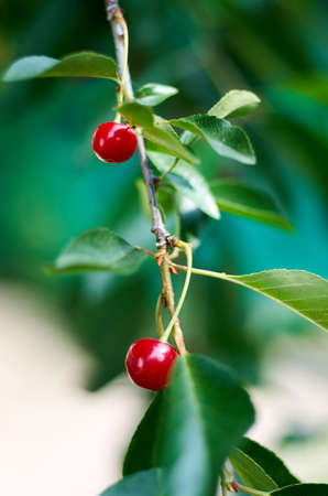Red sweet Cherries hanging on a cherry tree branch on blurred background. Juicy Cherry on the tree in natureの写真素材