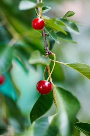 Red sweet Cherries hanging on a cherry tree branch on blurred background. Juicy Cherry on the tree in natureの写真素材