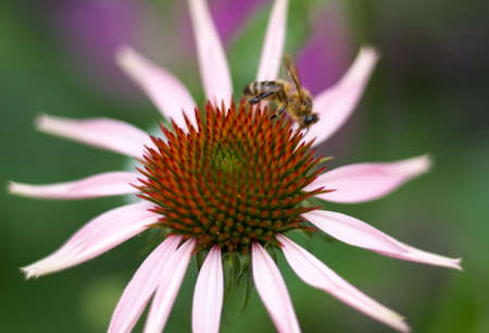Pink Echinacea Coneflower closeup with bee relaxing on a pink plant over green foliageの写真素材