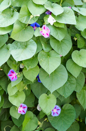 Background of colorful flowers Ipomoea closeup.Green leaf and purple flower of convolvulaceae plant.Many small flower on the green backgroundの写真素材