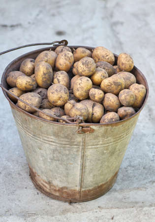 Potatoes in old metal bucket on a ground. Basket of fresh tasty new potatoes placed outdoor.Fall harvestの写真素材