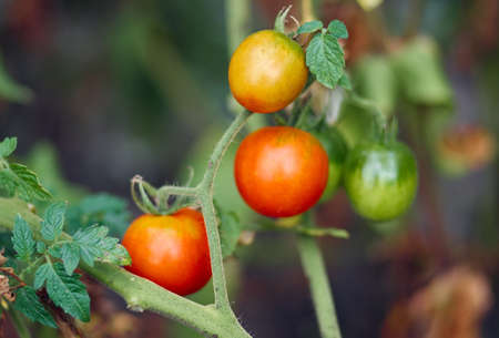 Tomato plant with ripe fruits in the vegetable garden in summer. Ripe natural tomatoes growing on a branchの写真素材