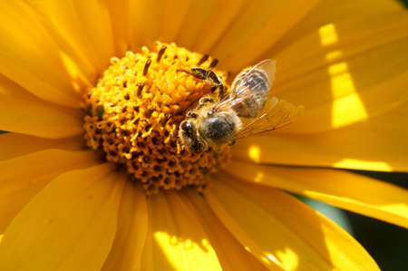 Bees store honey dew from yellow chrysanthemum flower in garden. Insects lunchの写真素材