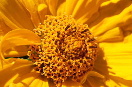 Macro of blooming beautiful yellow daisies flowers. View from above on Lovely blossom camomile flowersの写真素材