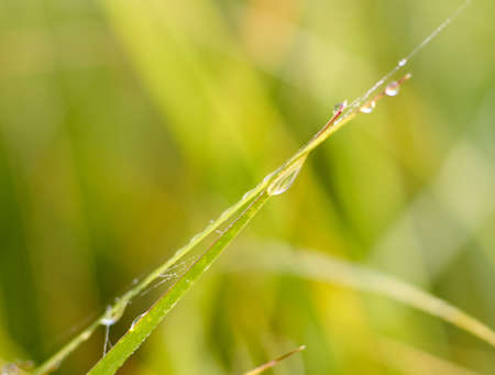 Drops of morning dew on the fresh leaves of grass. Nature backgroundの写真素材