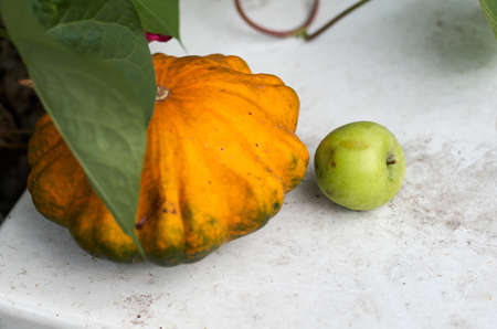 Ripe orange pumpkins and green apple on a natural white background with copy space room for text or logo.Colorful Autumn sweet pumpkins with leavesの写真素材