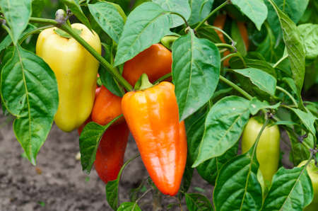 Closeup of ripening peppers in the organic pepper plantation.Fresh Yellow and Red sweet Bell Pepper Plants with Selective Focus in plantation,paprikaの写真素材