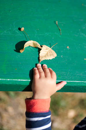 Close up of child hands playing with autumnal leaves on a green bench background の写真素材