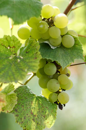 Green Grapes in a vine yard on green background.White grapes on a branch of green vine in vineyard before harvest.Riped grapes ready for harvest
の写真素材