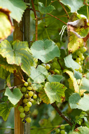 Green Grapes in a vine yard on green background.White grapes on a branch of green vine in vineyard before harvest.Riped grapes ready for harvestの写真素材