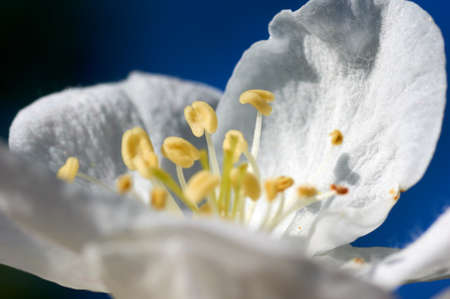 Beautiful flowers of the blossoming apple tree in the spring timeの写真素材