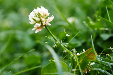 Close up of white clover flower blooming on green background.A selective focus picture of grass...