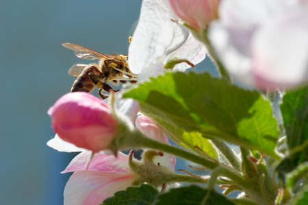 Bee on a spring flower collecting pollen and nectar.flying bumblebee at spring apple tree flowers...