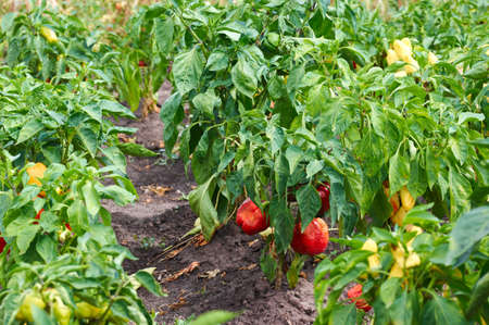 Closeup of ripening peppers in the organic pepper plantation.Fresh Yellow and Red sweet Bell Pepper Plants with Selective Focus in plantation,paprikaの写真素材