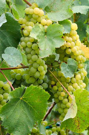 Green Grapes in vine yard on green background.White grape on a branch of green vine in vineyard before harvest.Riped grapes ready for harvestの写真素材