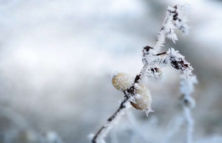 Frost on branches. Berries covered with hoarfrost.Beautiful winter seasonal natural background.Winter landscapeの写真素材