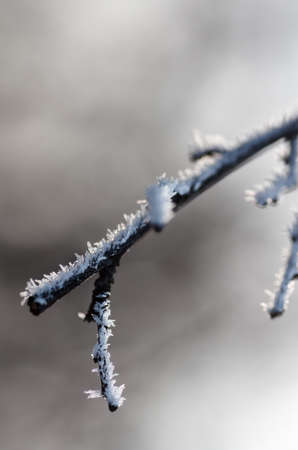 Frost on branches. Twig covered with hoarfrost,close up.Beautiful winter seasonal natural background.Winter landscapeの写真素材