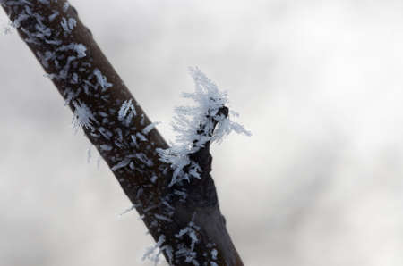 Frost on branches. Twig covered with hoarfrost,close up.Beautiful winter seasonal natural background.Winter landscapeの写真素材