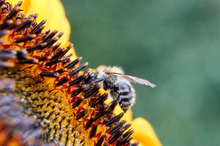 Bees store honey dew from yellow sunflower in the garden. Insects lunchBee on flower collecting...