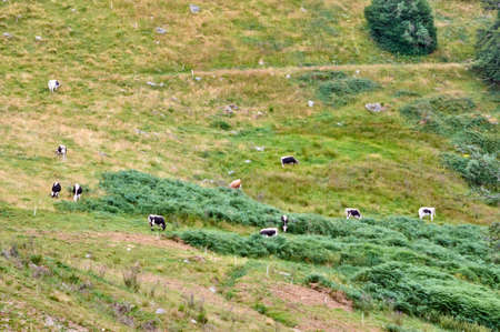 Herd of cattle grazing on a pasture in high mountains.Summer rural view of the cows in the paddock.Bright and juicy rustic landscape with cattleの写真素材
