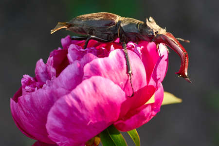 Close-up photo of big stag-beetle, deer beetle, on natural bright colorful background.The largest beetle of Europeの写真素材
