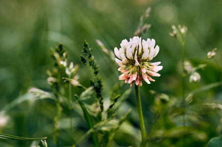 Close up of white clover flower blooming on green background.A selective focus picture of grass flower with insect and natural green blurred backgroundの写真素材
