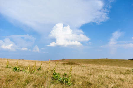 Grass field and wild flowers on small hills in Vosges mountain,blue sky with clouds.Rural landscapeの写真素材