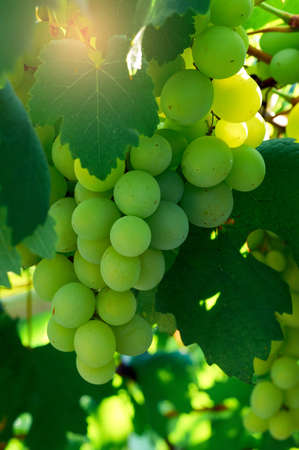 Ripe Grapes in Sunny Vine Yard.Grapes growing on the vine.の写真素材