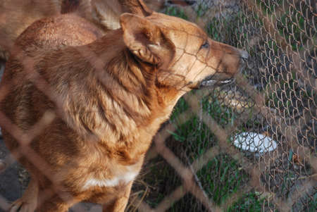 Animal shelter.Boarding home for dogsの写真素材