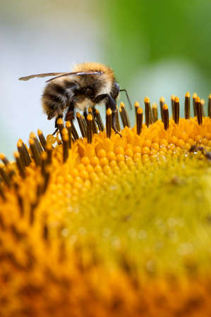 Bees store honey dew from yellow chrysanthemum flower in garden. Insect's lunchの写真素材