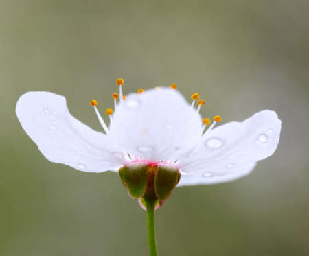 The Cherry Blossomの写真素材
