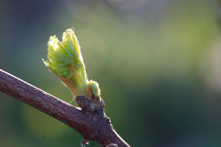Sprout of Vitis vinifera, grape vine. New leaves sprouting at the beginning of springの写真素材