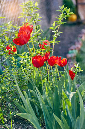 Fresh Spring tulips flowers in the gardenの写真素材
