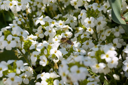 Bee on flower collecting nectar. Honey bee on the white flowerの写真素材